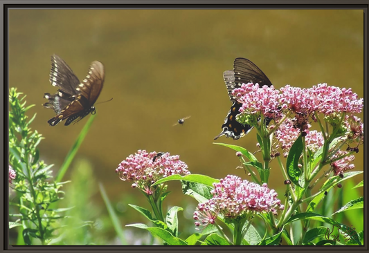 Reflections of Serenity, Framed Canvas Print