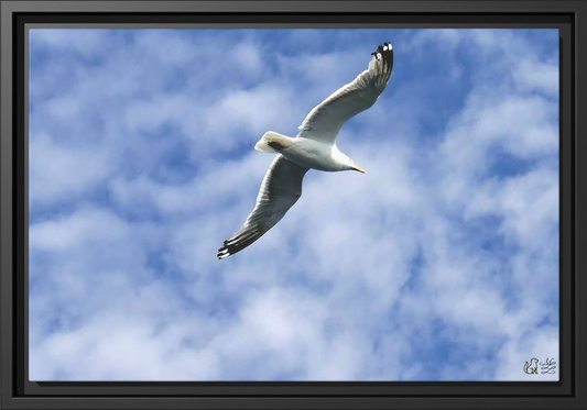 Flight of Solace, Framed Matte Canvas Print