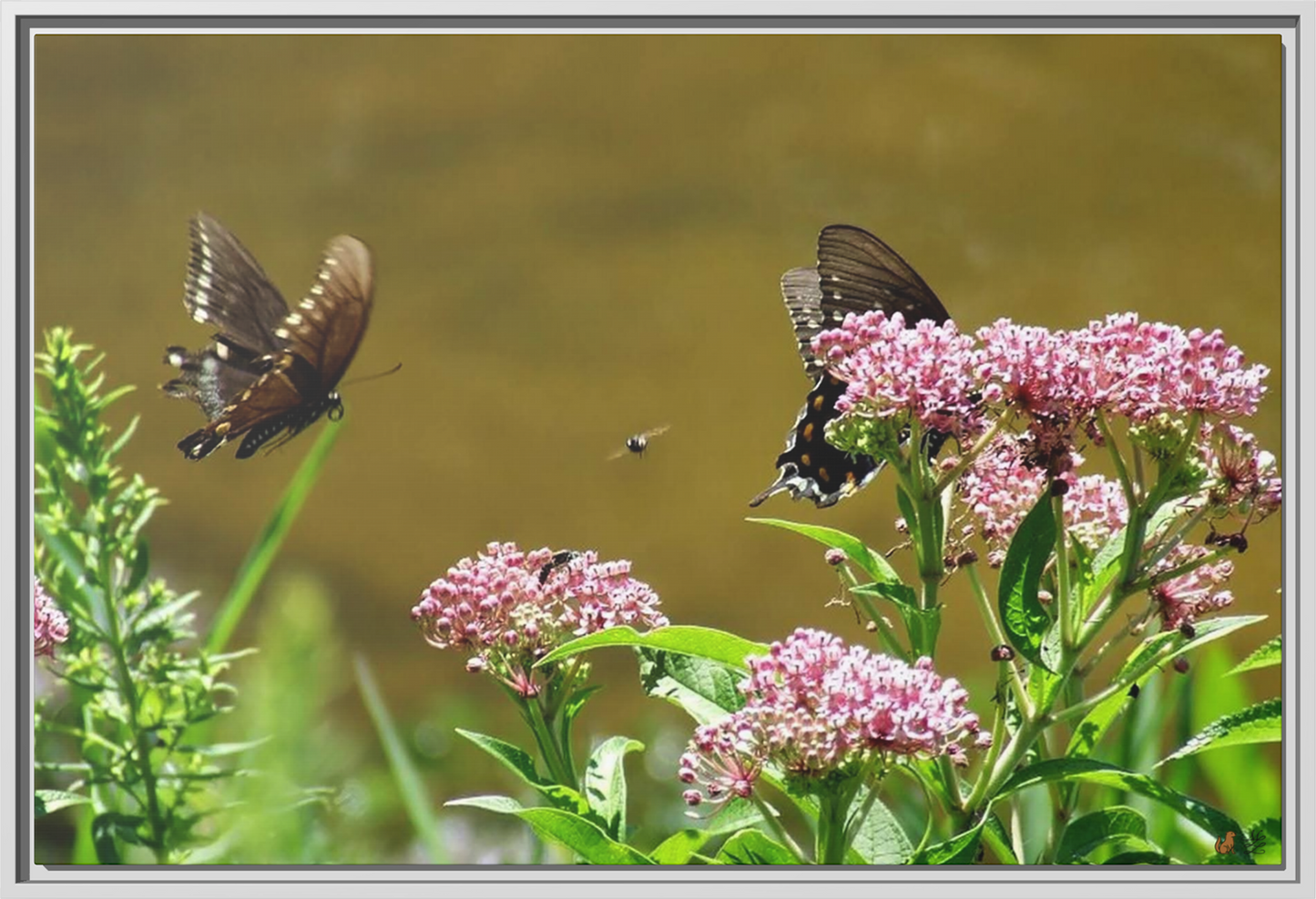 Reflections of Serenity, Framed Canvas Print