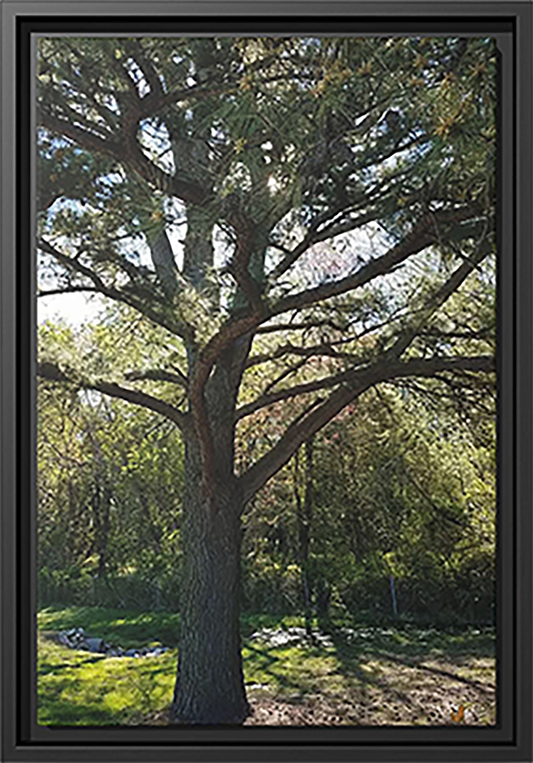 The Elder Sentinel, Framed Canvas Print